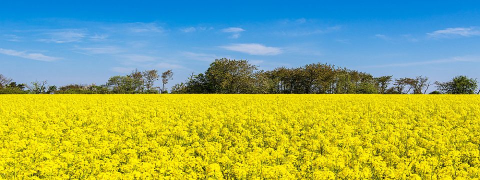 Perils of SOY and Canola